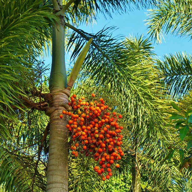 Verse Wodyettia Bifurcata palmzaden (Foxtail palm)