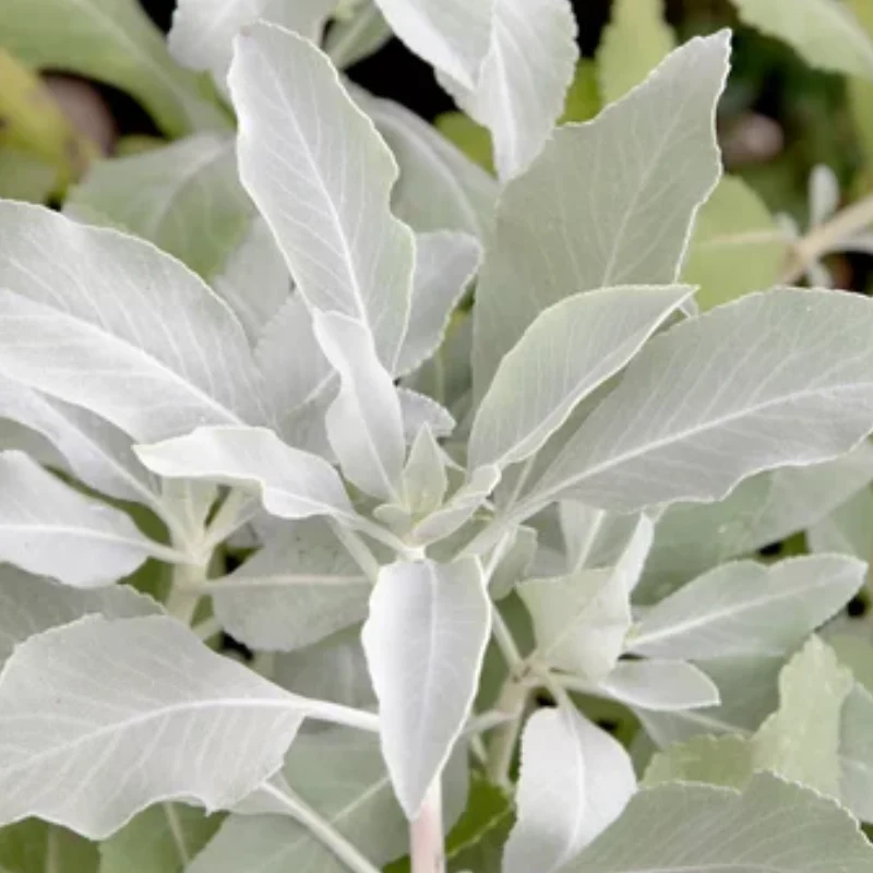 Salvia Apiana zaden (witte Salie)