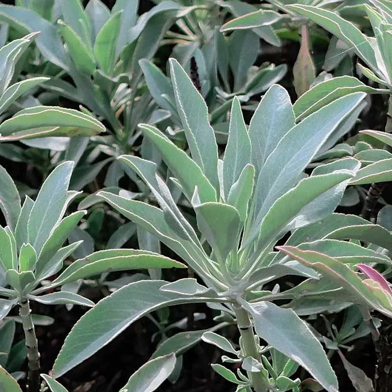 Salvia Apiana zaden (witte Salie)