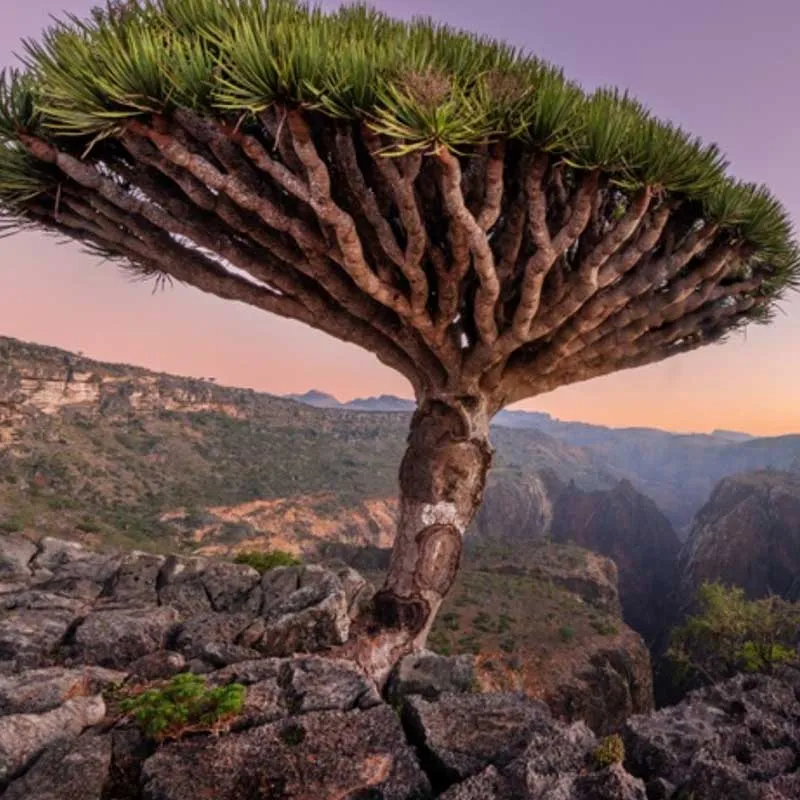 Dracaena Cinnabari plant (Socotra Drakenbloedboom) ca 20 cm hoog