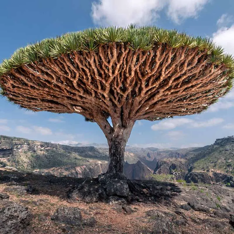 Dracaena Cinnabari plant (Socotra Drakenbloedboom) 15 cm hoog