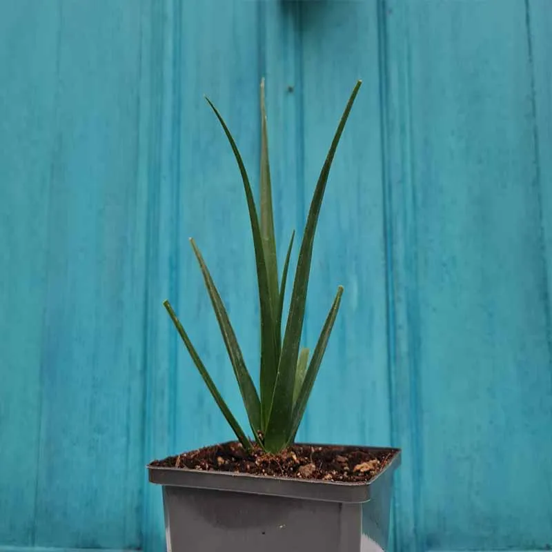 Dracaena Cinnabari plant (Socotra Drakenbloedboom) 15 cm hoog