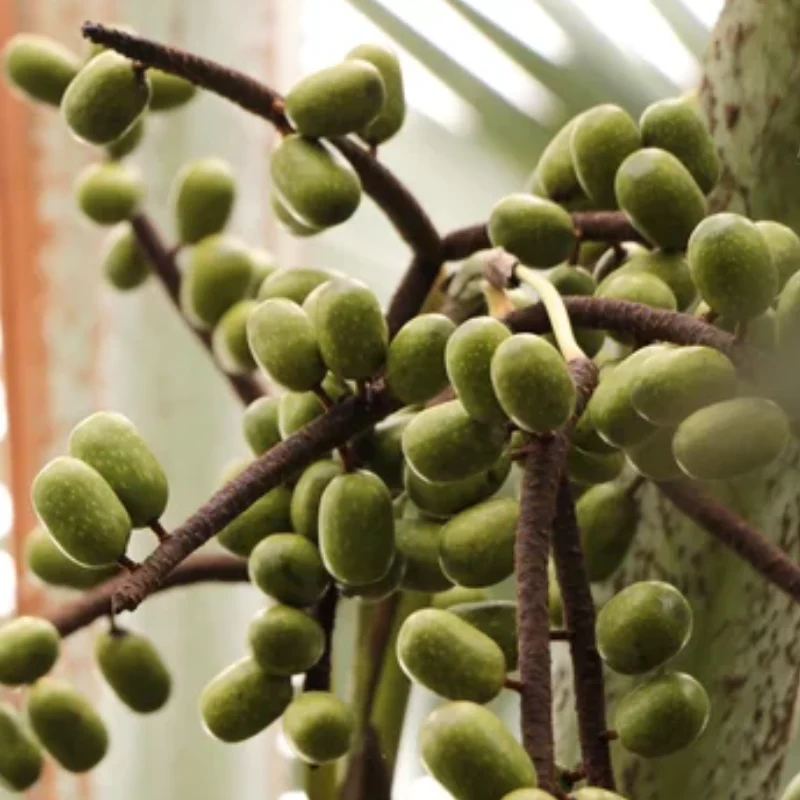 Verse Pritchardia Pacifica palmzaden (Fiji Waaierpalm)