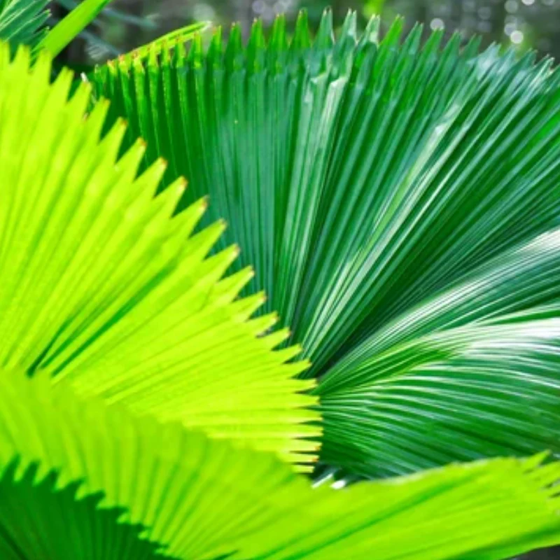 Verse Pritchardia Pacifica palmzaden (Fiji Waaierpalm)