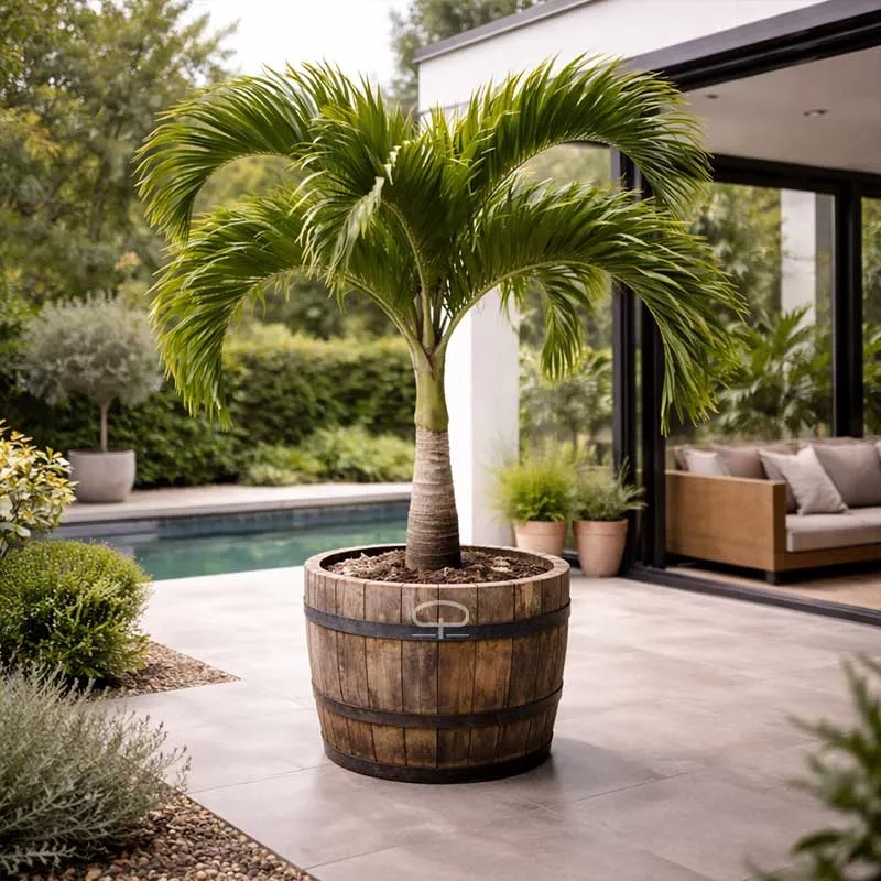 Verse Adonidia Merrillii palmzaden (Veitchia merrillii - Christmas Palm)