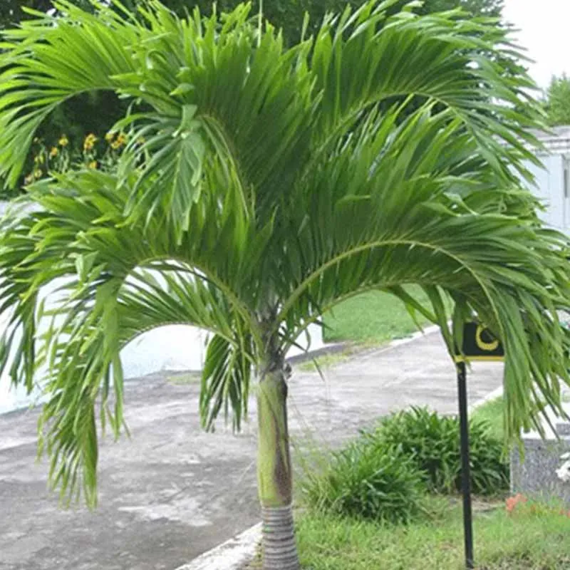 Exotische groene vrienden mix