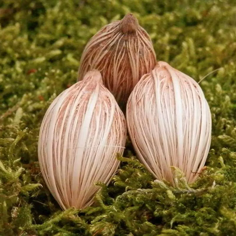 Exotische groene vrienden mix
