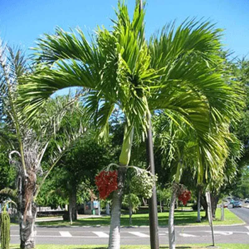 Verse Adonidia Merrillii palmzaden (Veitchia merrillii - Christmas Palm)