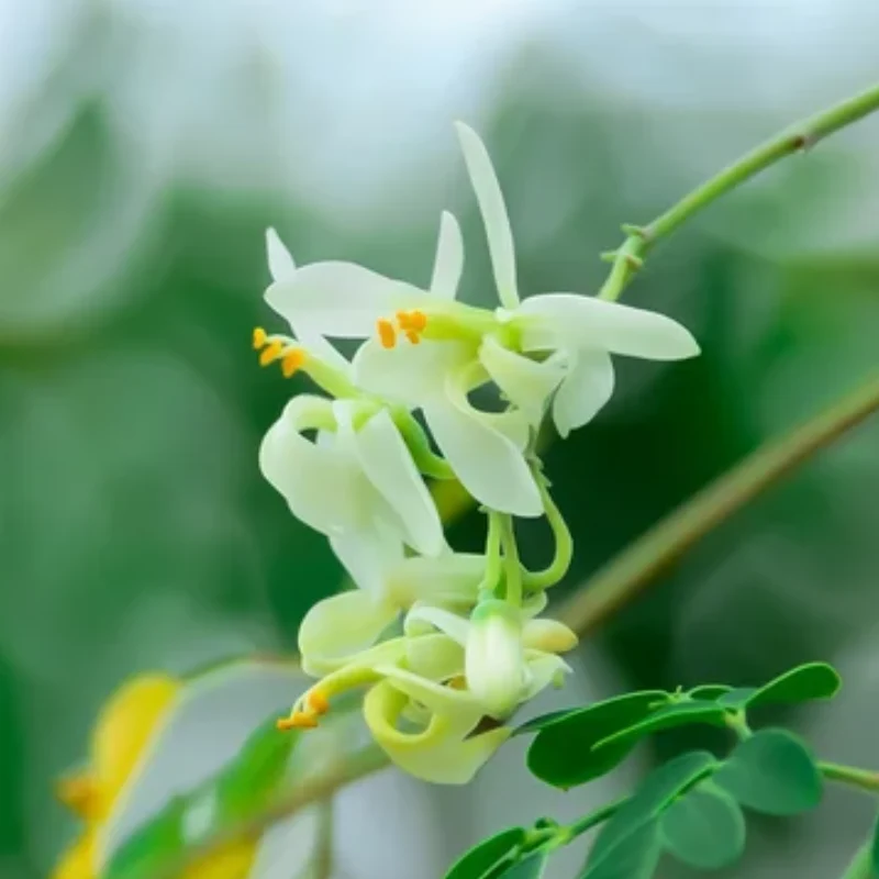 Verse Moringa Oleifera zaden (wonderboom)