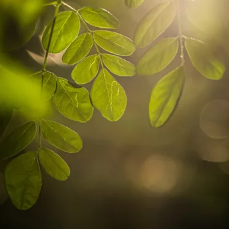 Verse Moringa Oleifera zaden (wonderboom)
