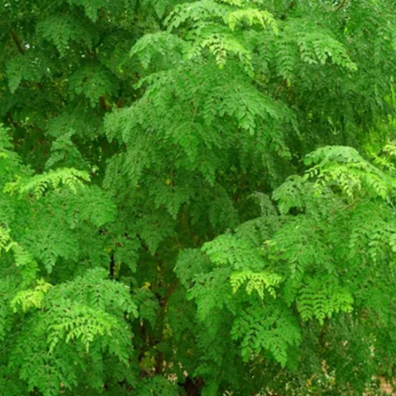 Verse Moringa Oleifera zaden (wonderboom)