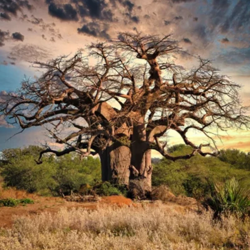 Verse Baobab boom zaden (Adansonia Digitata)