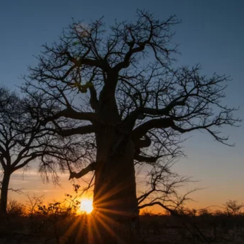 Verse Baobab boom zaden (Adansonia Digitata)