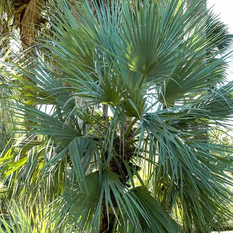 Nannorrhops Ritchieana palm zaden (Mazari Palm)
