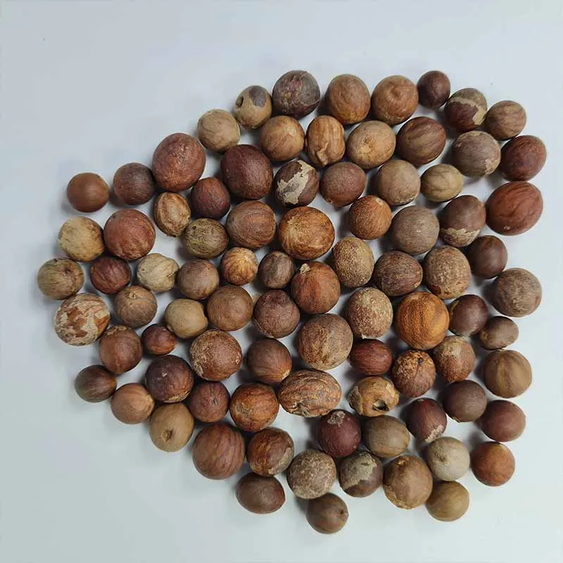 Nannorrhops Ritchieana palm zaden (Mazari Palm)