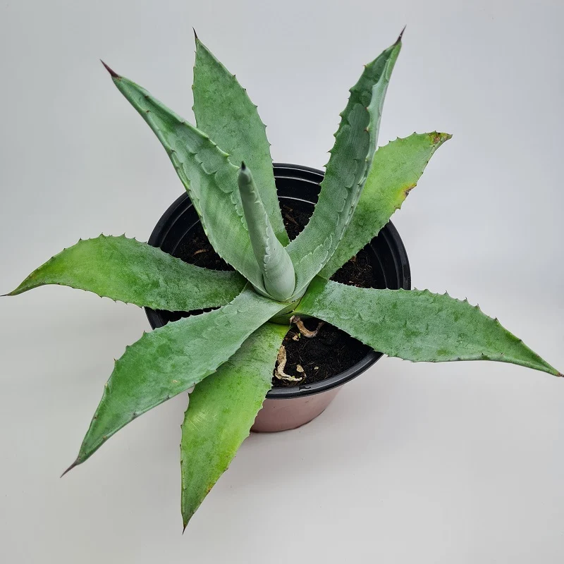 Agave Americana 20 cm