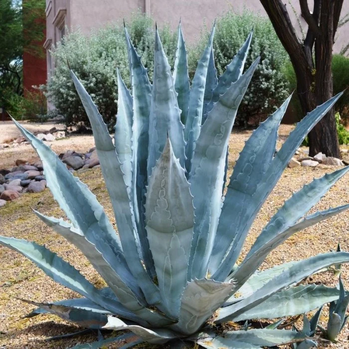 Agave Americana 20 cm