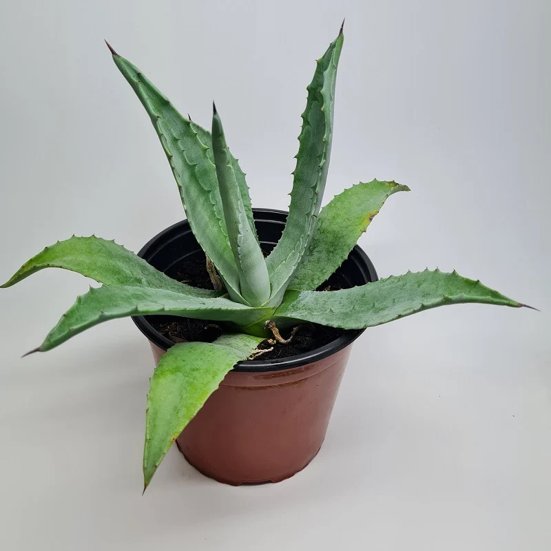 Agave Americana 20 cm