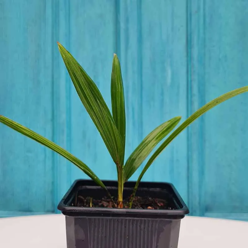 Trachycarpus Fortunei zaailing 15 - 20 cm (Chinese waaierpalm) - winterhard