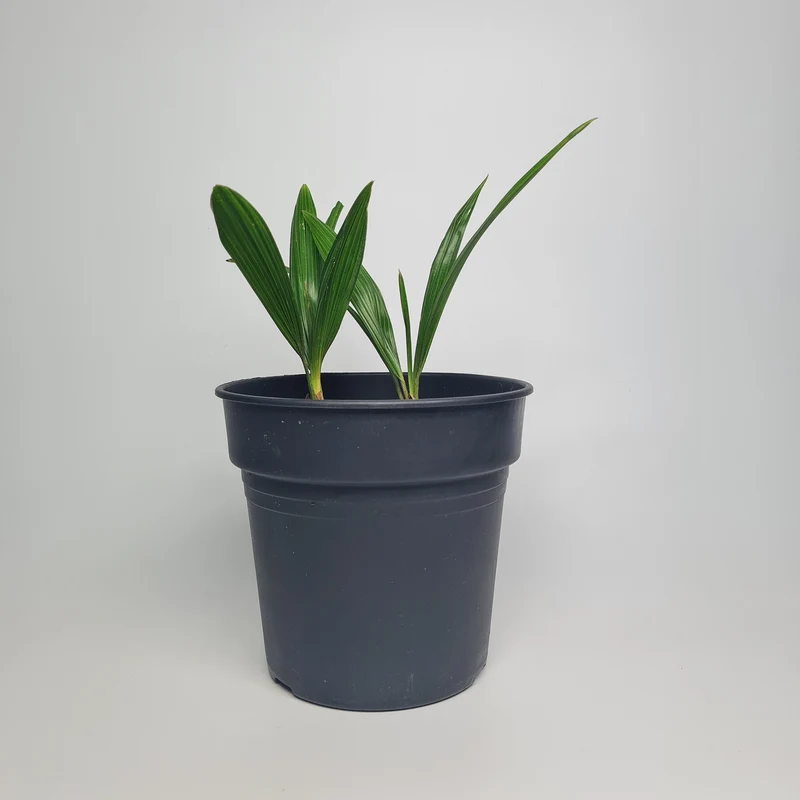Trachycarpus Wagnerianus zaailingen 15-20 cm (Wagnerpalm)