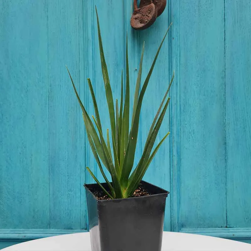 Dracaena Cinnabari plant (Socotra Drakenbloedboom) ca 25 cm hoog