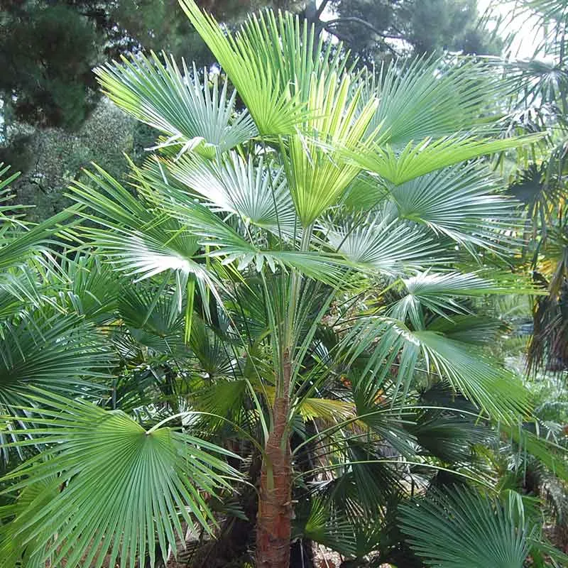 Trachycarpus Martianus palmzaden (Himalayan Windmill Palm)