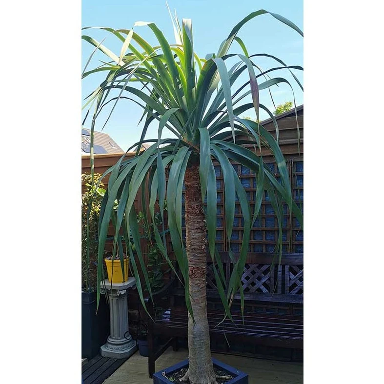 Drakenbloedboom | dracaena draco | ca. 210 cm hoog