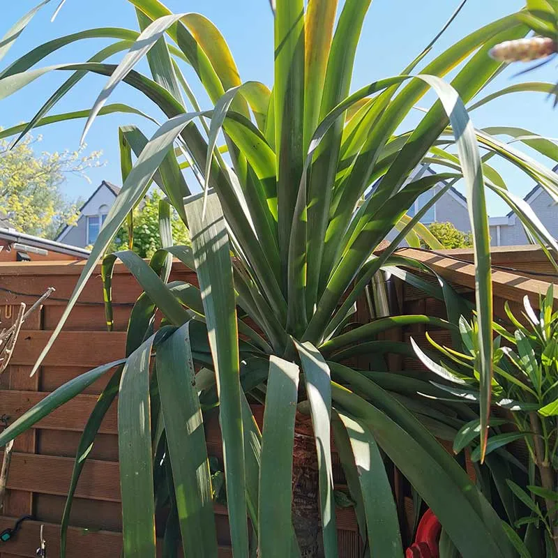 Drakenbloedboom | dracaena draco | ca. 210 cm hoog