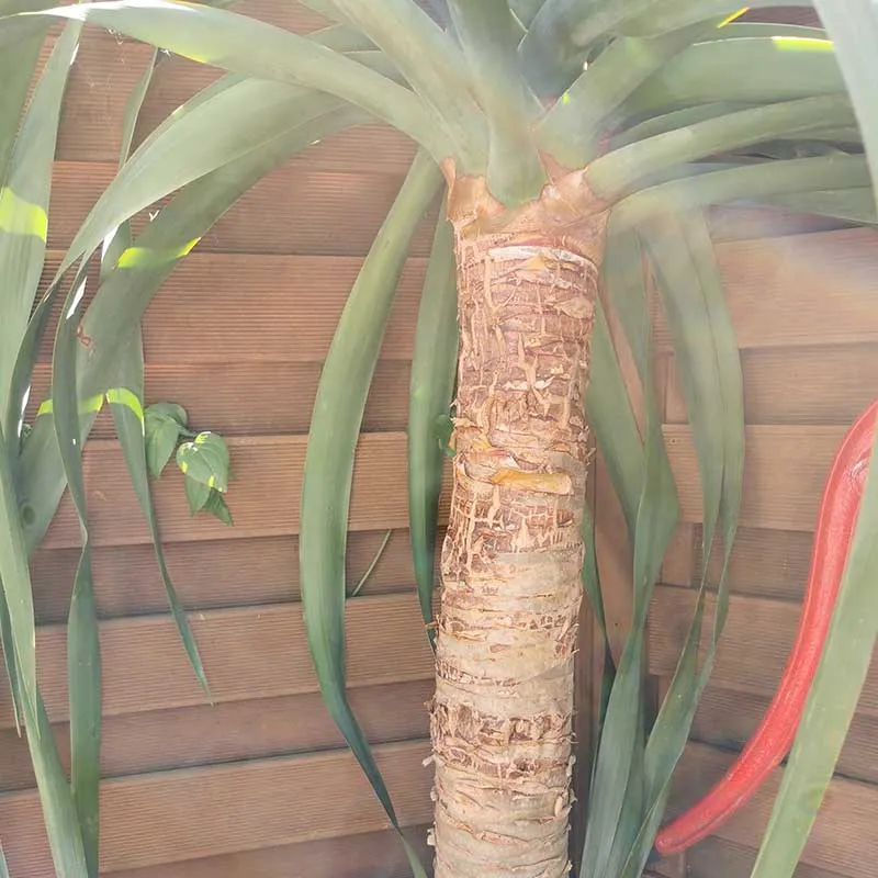 Drakenbloedboom | dracaena draco | ca. 210 cm hoog