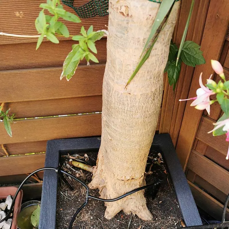 Drakenbloedboom | dracaena draco | ca. 210 cm hoog