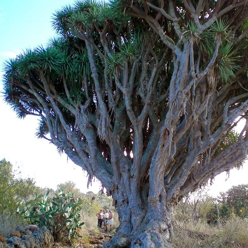 Drakenbloedboom | dracaena draco | ca. 210 cm hoog
