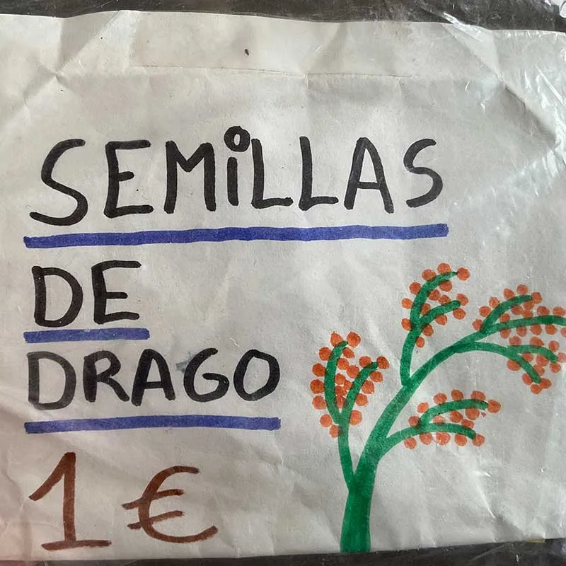 Drakenbloedboom | dracaena draco | ca. 210 cm hoog