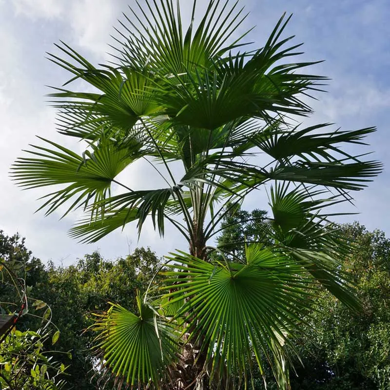 Trachycarpus Latisectus palmzaden (Windamere palm)