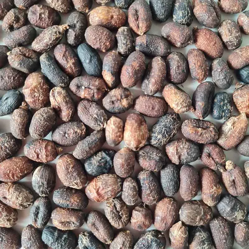 Winterharde palm zaden mix