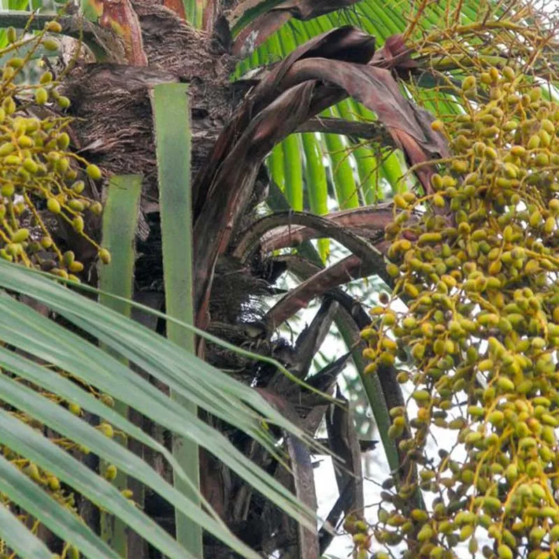 Trachycarpus Latisectus palmzaden (Windamere palm)