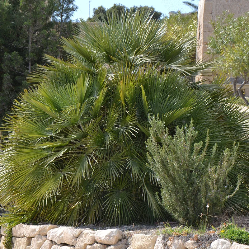 Chamaerops humilis vulcano palm zaden