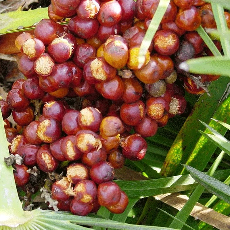 Chamaerops humilis vulcano palm zaden