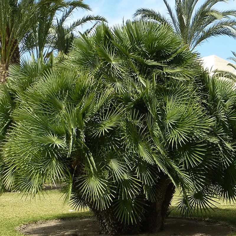 Chamaerops humilis palmzaden (Europese dwergpalm)