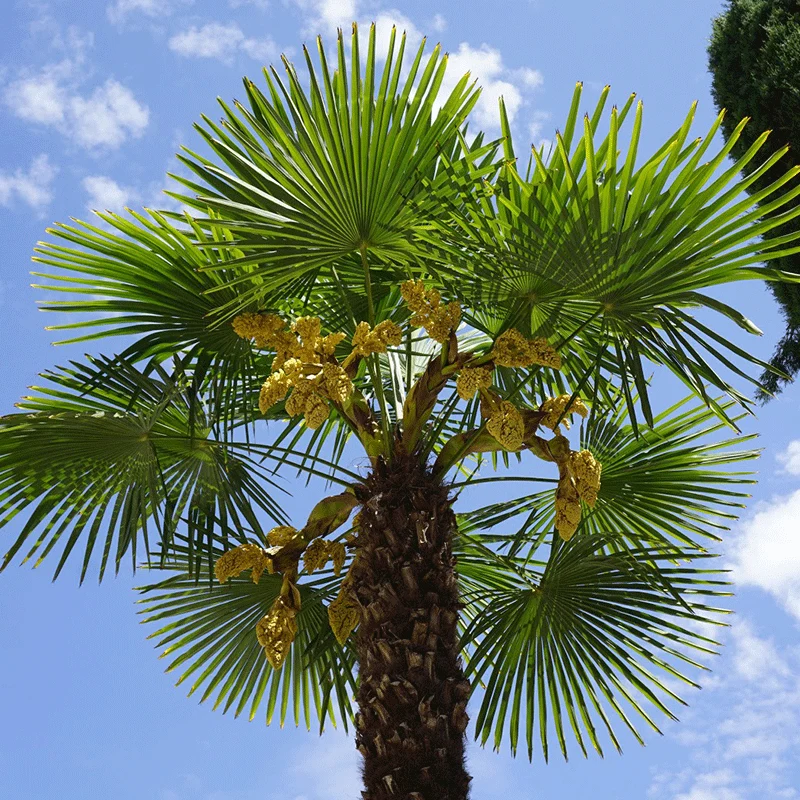 Chamaerops humilis palmzaden (Europese dwergpalm)