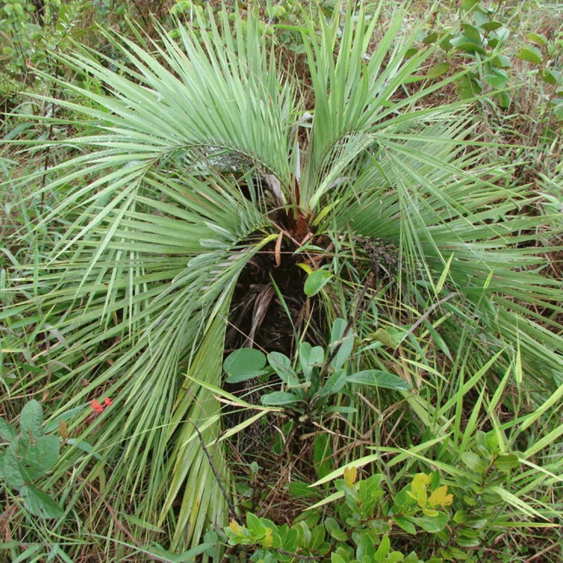 Butia Archeri palmzaden (dwerg jelly palm)
