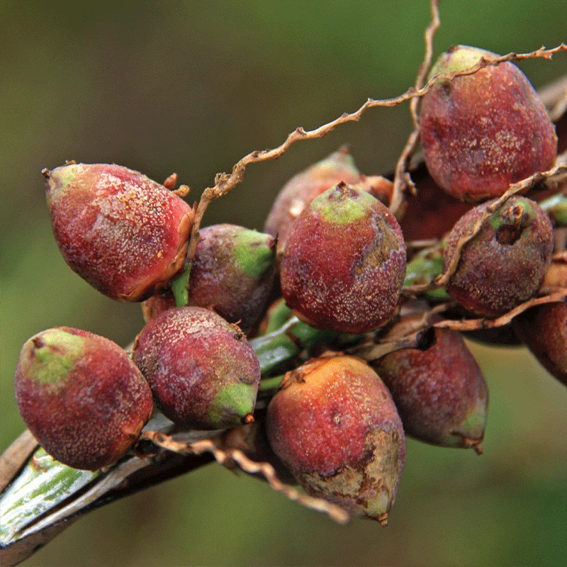 Butia Archeri palmzaden (dwerg jelly palm)