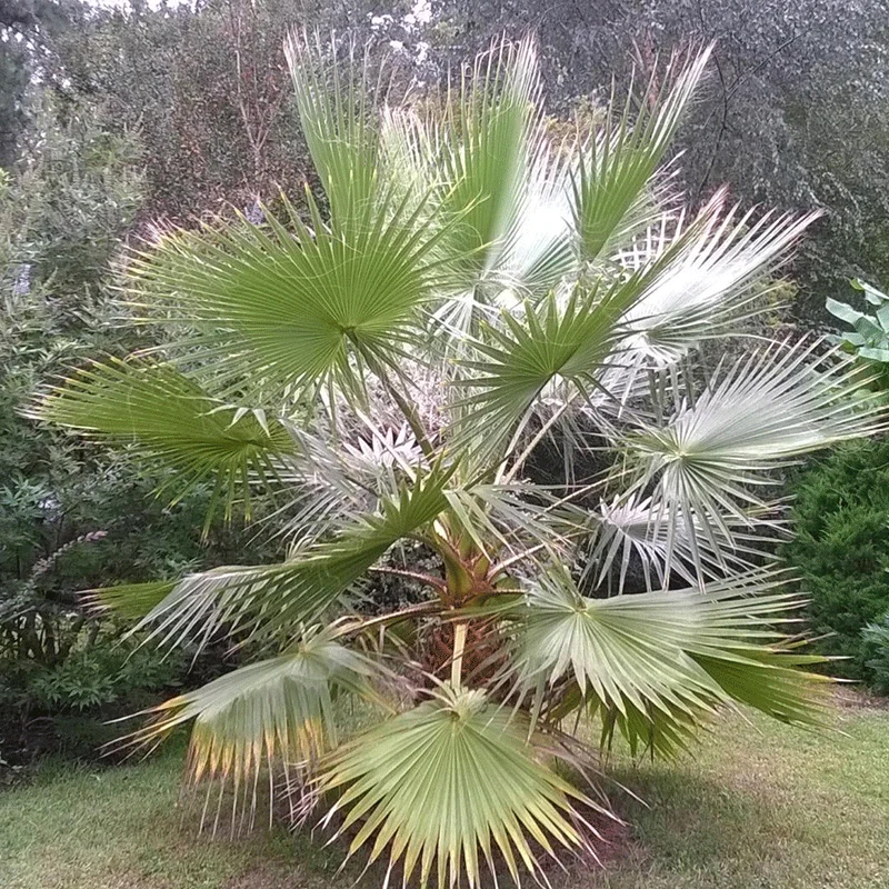 Washingtonia Filibusta palmzaden