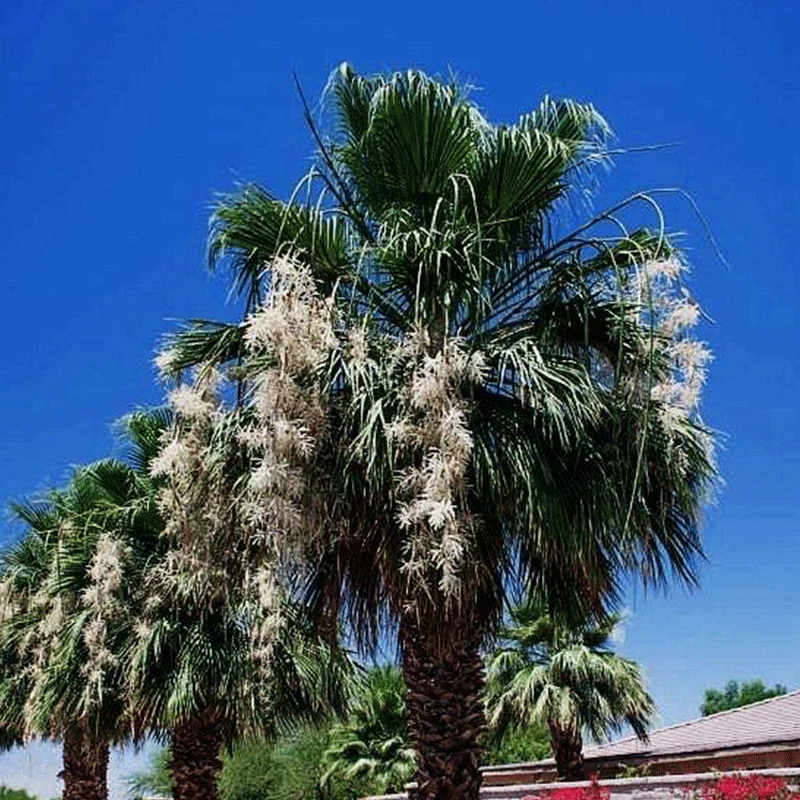 Washingtonia Filibusta palmzaden