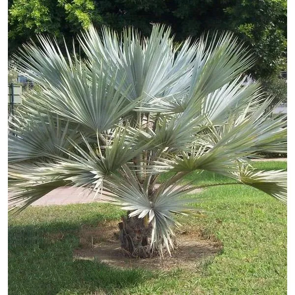 Brahea Armata palmzaden (Mexicaanse blauwe palm)