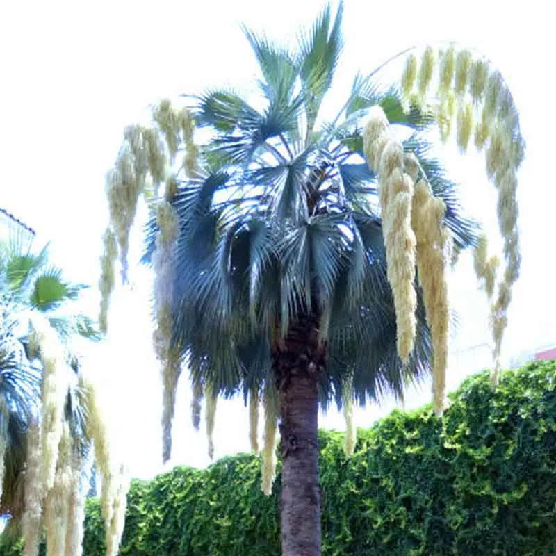 Brahea Armata palmzaden (Mexicaanse blauwe palm)