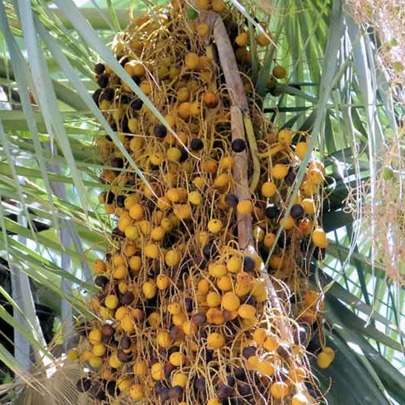 Brahea Armata palmzaden (Mexicaanse blauwe palm)