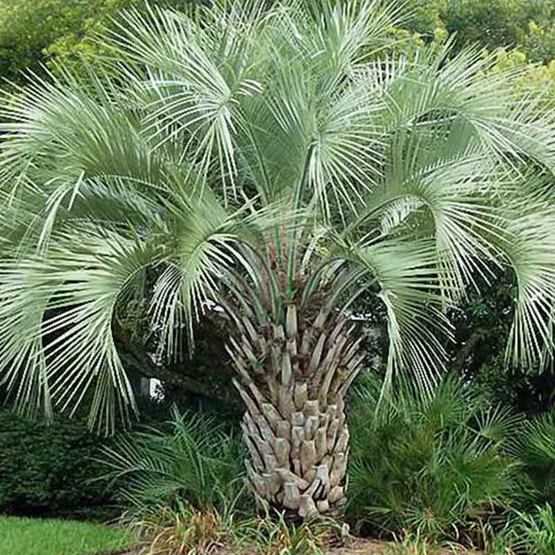 Butia Capitata palmzaden (Jelly palm)