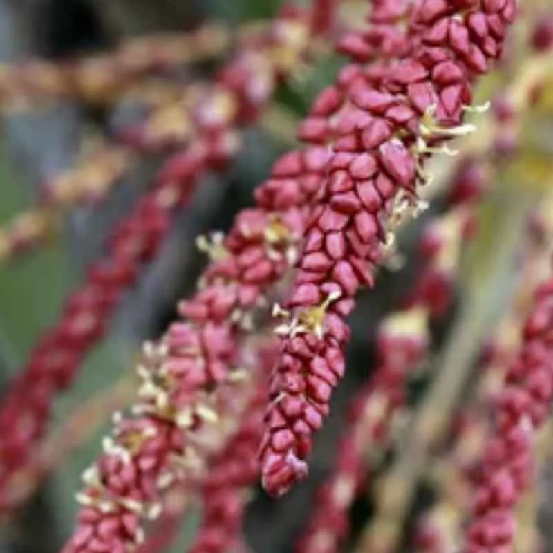 Butia Capitata palmzaden (Jelly palm)