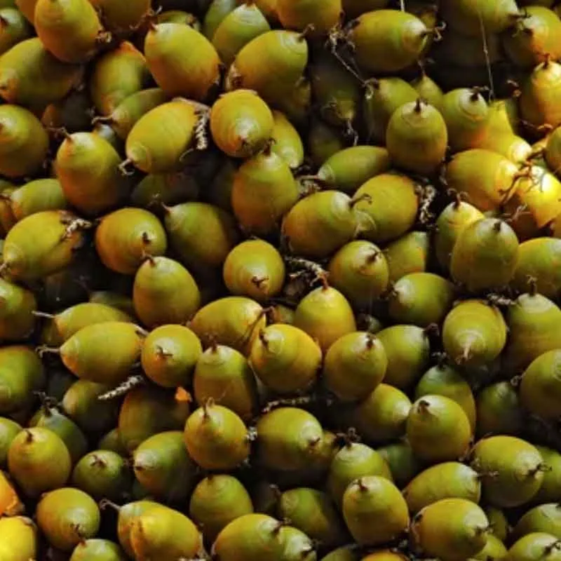 Butia Capitata palmzaden (Jelly palm)