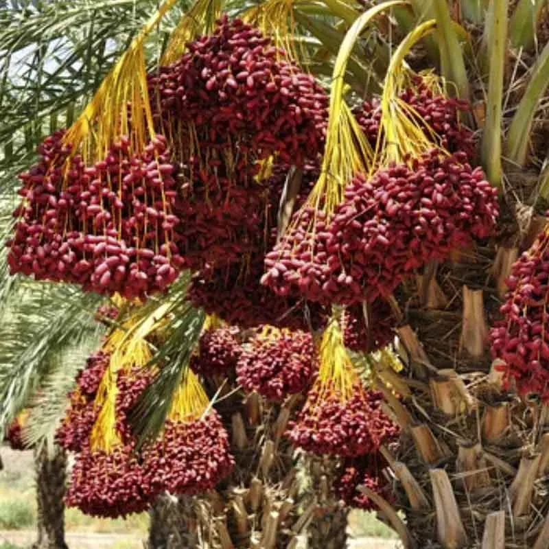 Phoenix Dactylifera palmzaden (echte dadel palm)